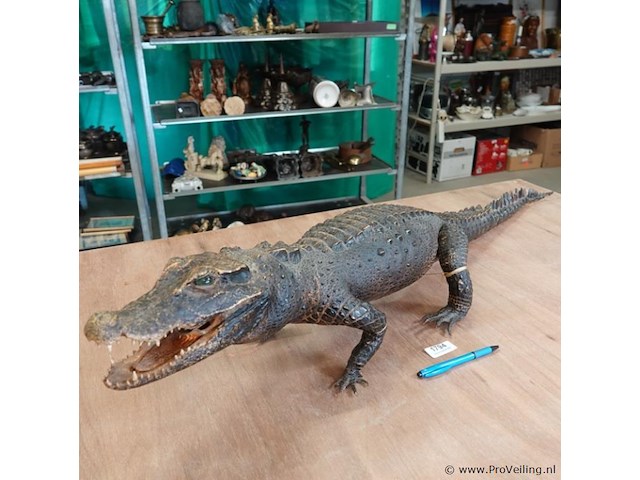 Echte mooi opgezette krokodil - afbeelding 1 van  5