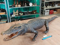 Echte mooi opgezette krokodil - afbeelding 1 van  5