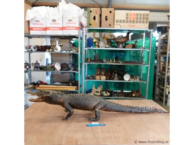 Echte mooi opgezette krokodil - afbeelding 2 van  5