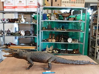 Echte mooi opgezette krokodil - afbeelding 2 van  5