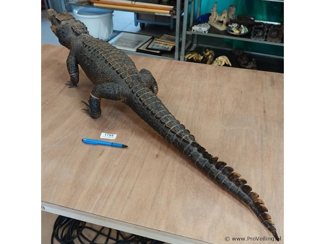 Echte mooi opgezette krokodil - afbeelding 3 van  5