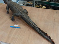 Echte mooi opgezette krokodil - afbeelding 3 van  5