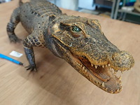 Echte mooi opgezette krokodil - afbeelding 4 van  5