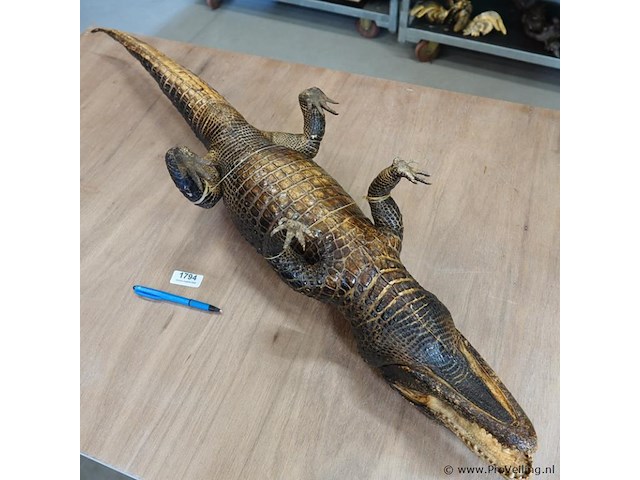 Echte mooi opgezette krokodil - afbeelding 5 van  5