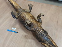 Echte mooi opgezette krokodil - afbeelding 5 van  5