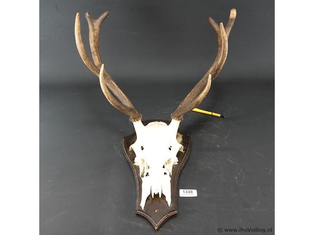 Edelhertgewei op een schild. - afbeelding 1 van  5