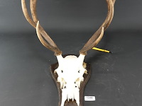 Edelhertgewei op een schild. - afbeelding 1 van  5