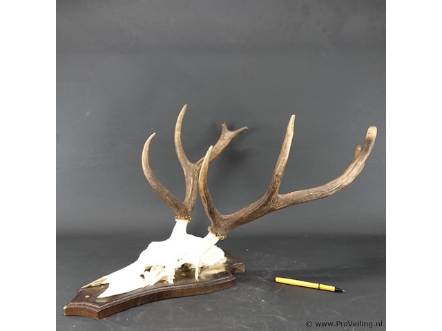 Edelhertgewei op een schild. - afbeelding 2 van  5