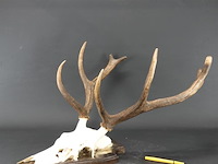 Edelhertgewei op een schild. - afbeelding 2 van  5