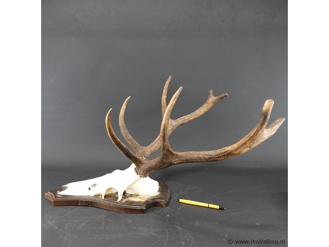 Edelhertgewei op een schild. - afbeelding 3 van  5