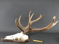 Edelhertgewei op een schild. - afbeelding 3 van  5