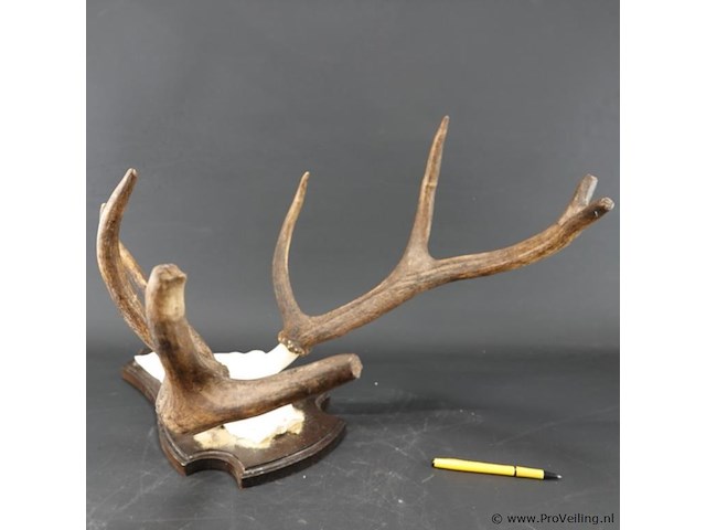 Edelhertgewei op een schild. - afbeelding 4 van  5