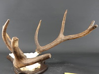 Edelhertgewei op een schild. - afbeelding 4 van  5