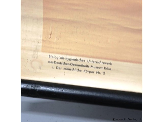 Educatieve wandkaart of schoolplaat van het menselijk spierstelsel ("muskeln") - afbeelding 5 van  8