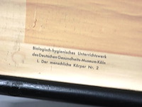 Educatieve wandkaart of schoolplaat van het menselijk spierstelsel ("muskeln") - afbeelding 5 van  8