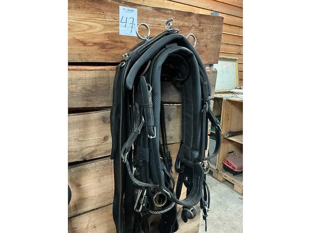 Eenspantuig - afbeelding 5 van  12