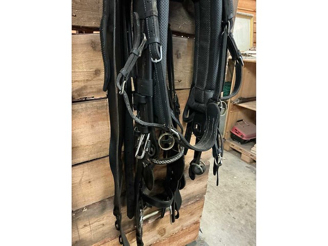 Eenspantuig - afbeelding 6 van  12