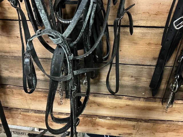 Eenspantuig - afbeelding 12 van  12