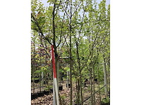 Eetbare appelboom - vrucht- / fruitboom - afbeelding 3 van  3