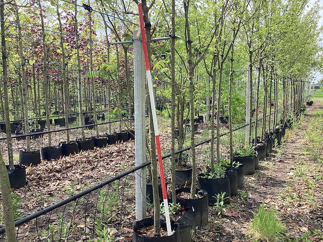 Eetbare appelboom - vrucht- / fruitboom - afbeelding 1 van  3