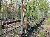 Eetbare appelboom - vrucht- / fruitboom - afbeelding 1 van  3