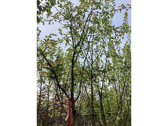 Eetbare appelboom - vrucht- / fruitboom - afbeelding 2 van  3