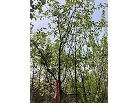 Eetbare appelboom - vrucht- / fruitboom - afbeelding 2 van  3