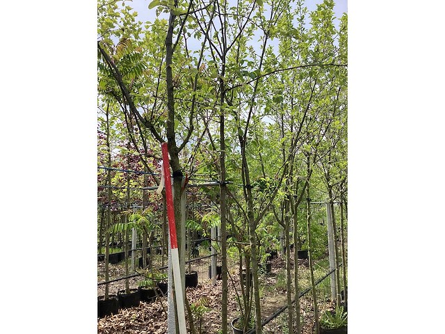 Eetbare appelboom - vrucht- / fruitboom - afbeelding 3 van  3