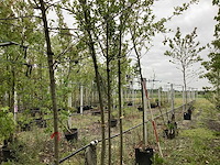 Eetbare appelboom - vrucht- / fruitboom - afbeelding 1 van  3