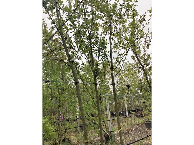Eetbare appelboom - vrucht- / fruitboom - afbeelding 3 van  3