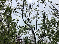 Eetbare appelboom - vrucht- / fruitboom - afbeelding 2 van  3