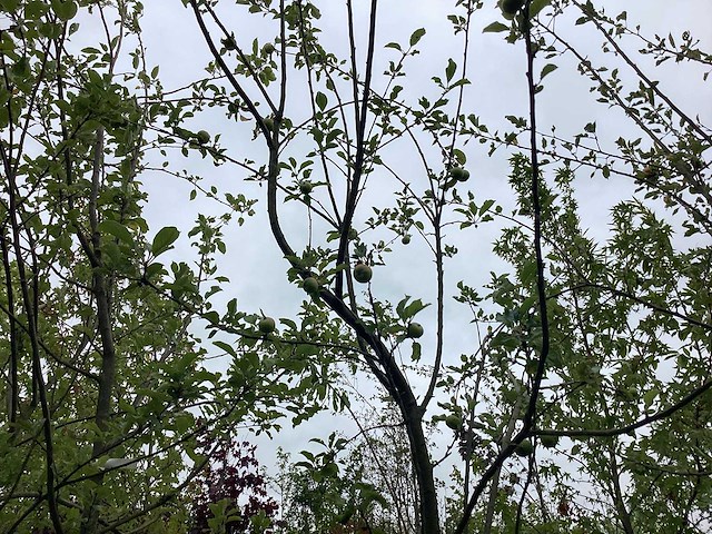 Eetbare appelboom - vrucht- / fruitboom - afbeelding 2 van  3
