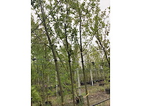 Eetbare appelboom - vrucht- / fruitboom - afbeelding 3 van  3