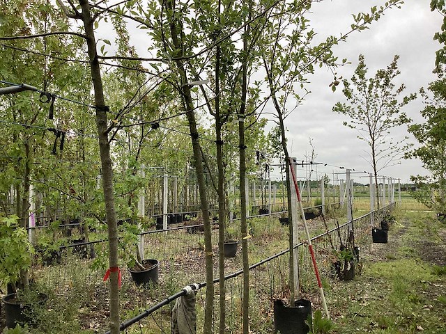 Eetbare appelboom - vrucht- / fruitboom - afbeelding 1 van  3