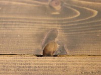 Eettafel - 220x97x80cm - afbeelding 6 van  6