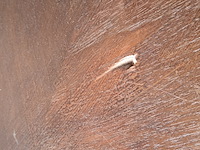 Eettafel | tropisch hout | 140 cm, 2026 - afbeelding 5 van  6