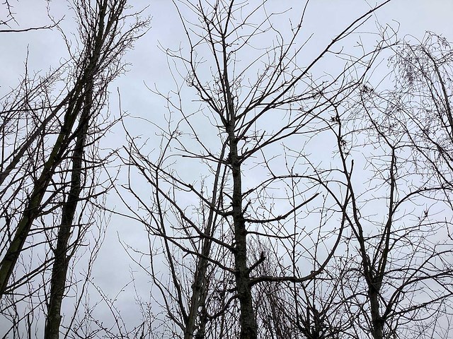 Eik - vormboom - afbeelding 1 van  3