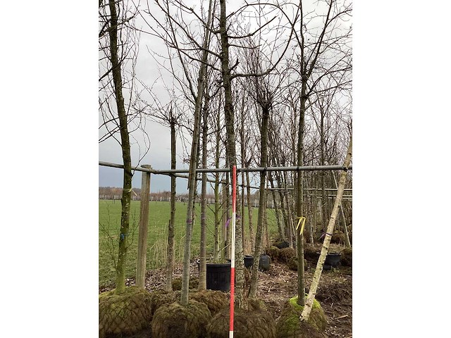 Eik - vormboom - afbeelding 2 van  3