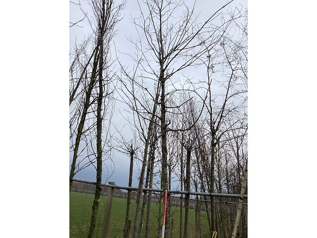 Eik - vormboom - afbeelding 3 van  3