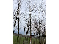 Eik - vormboom - afbeelding 3 van  3