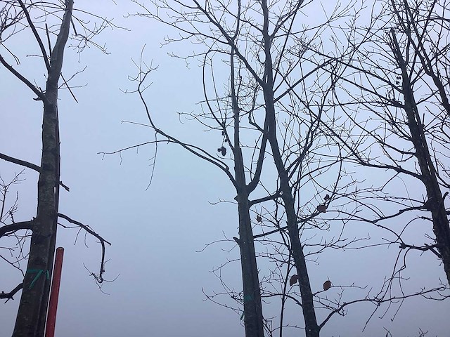 Eikenboom - vormboom - afbeelding 1 van  3