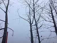 Eikenboom - vormboom - afbeelding 1 van  3