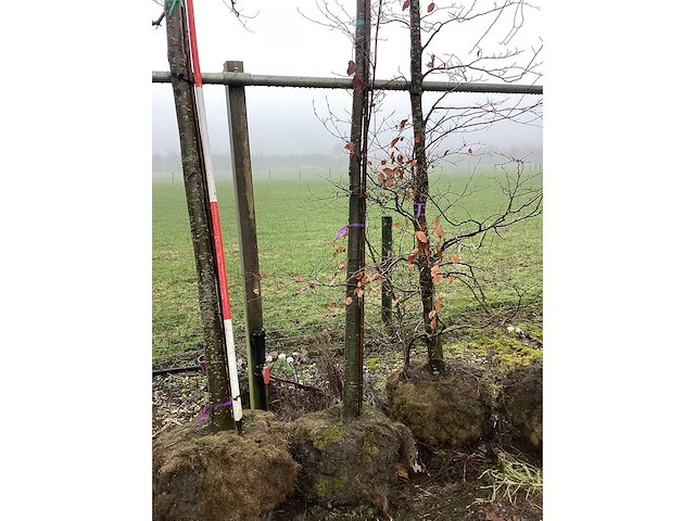 Eikenboom - vormboom - afbeelding 2 van  3