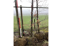 Eikenboom - vormboom - afbeelding 2 van  3