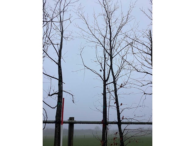 Eikenboom - vormboom - afbeelding 3 van  3