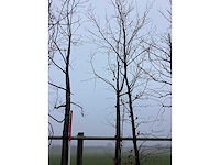 Eikenboom - vormboom - afbeelding 3 van  3