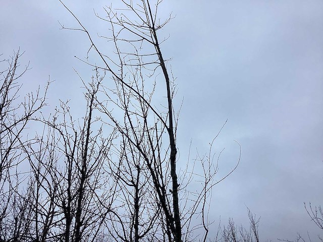 Eikenboom - vormboom - afbeelding 1 van  3