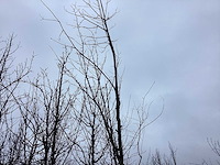 Eikenboom - vormboom - afbeelding 1 van  3