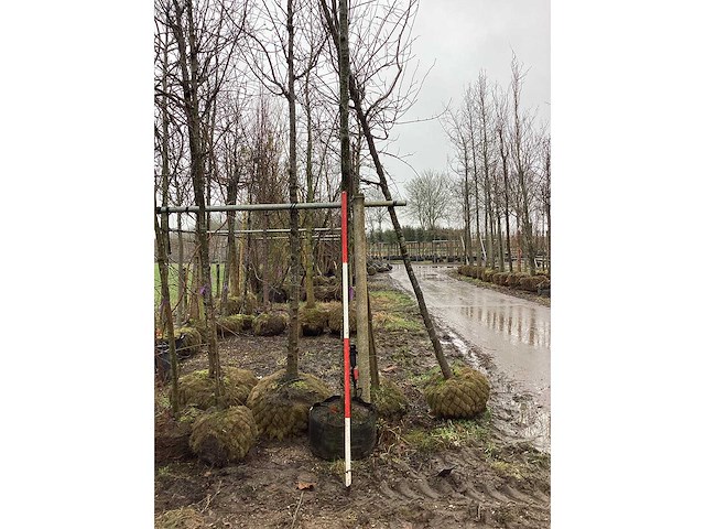 Eikenboom - vormboom - afbeelding 2 van  3