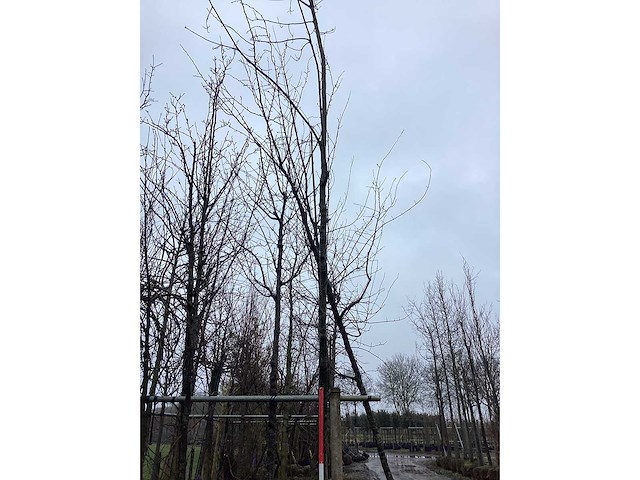 Eikenboom - vormboom - afbeelding 3 van  3